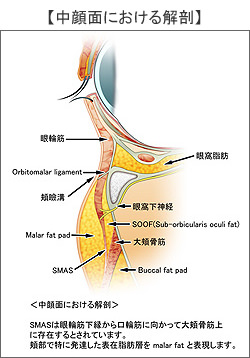 中顔面におけるSMAS