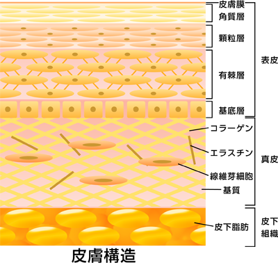 肌老化と線維芽細胞の関係